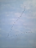 Geese